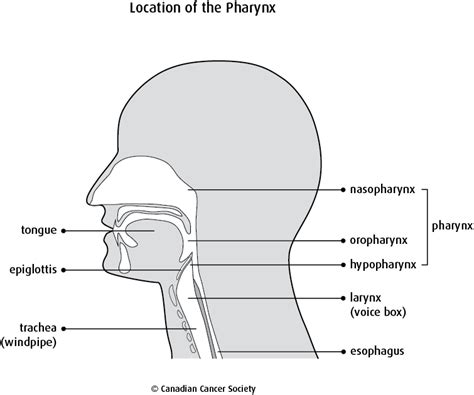 Nasopharyngeal cancer is a rare type of cancer that affects the part of the throat connecting the back of the nose to the back of the mouth (the pharynx). The pharynx - Canadian Cancer Society