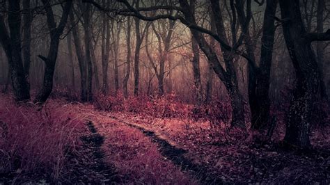 Wallpaper Id 791537 Road Twilight Misty Pathway Forest Trees