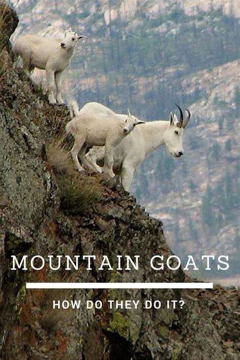 200 Best Images About Animals Wild Mountain Goats