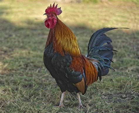 Crowing Rooster Cock Free Photo On Pixabay