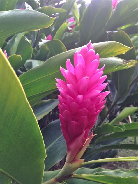 Tropical plants and flowers pictures. Pink Ginger | Ginger flower, Tropical plants, Plants