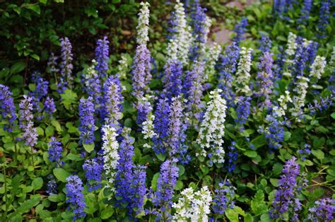 9 Low Maintenance Cottage Plants That Love Shade Cottage Life
