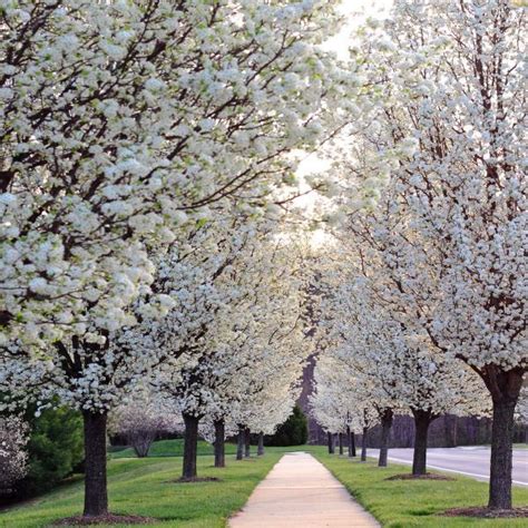Flowering pear trees are popular as decorative trees on streets and in backyards as they attract birds in abundance. Chanticleer Flowering Pear | Ornamental pear tree ...