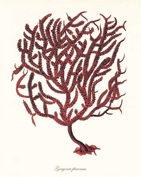 Red Sea Coral Art Nautical Art Print Set 12 Old Prints Ocean Etsy