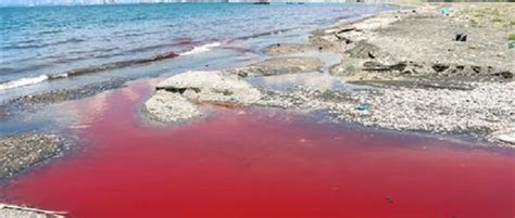 Leggi le recensioni degli utenti, consulta i menu, i prezzi, e prenota un tavolo online. Il mare diventa rosso: ecco svelato il mistero di quanto ...