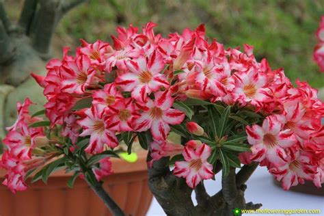 Check spelling or type a new query. 103 best desert flowers images on Pinterest | Desert ...
