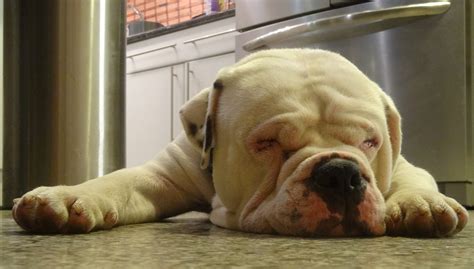 Our mission is to rescue and rehome bulldogs in need. American Bulldog Rescue - 501C3 Not-for-Profit Dog Rescue ...