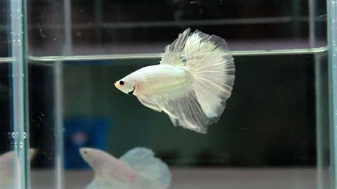 Beautiful platinum red dragon betta fighting fish. Betta Splendens : (0313-1) Platinum Dragon Halfmoon ...