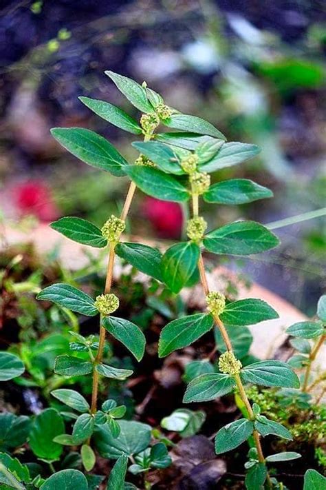Daun yang tumbuh di sekeliling kita, sayang kalau kita tak tau kegunaannya. KESIHATAN MENGGUNAKAN HERBA TEMPATAN