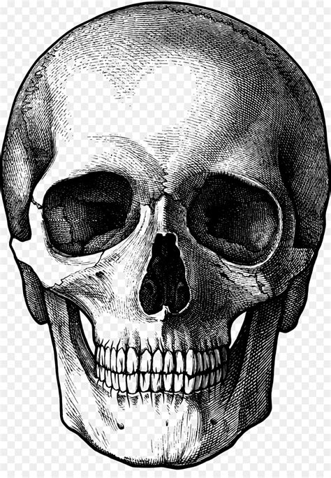 17,541 transparent png illustrations and cipart matching skull. Human Skull Drawing png download - 1317*1876 - Free ...