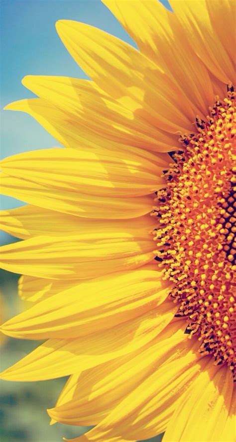 Wall Tjn Iphone Sunflower Wallpaper Flower Background Wallpaper