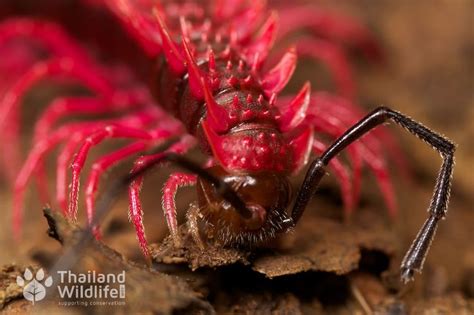 If you still have it to hand, put it somewhere dark and see, they glow. 121 best images about Insects: millipedes & centipedes on ...