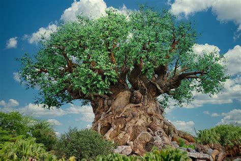Both like the dance, and both have wings c. Disney's Animal Kingdom Fun Facts - Kim and Carrie