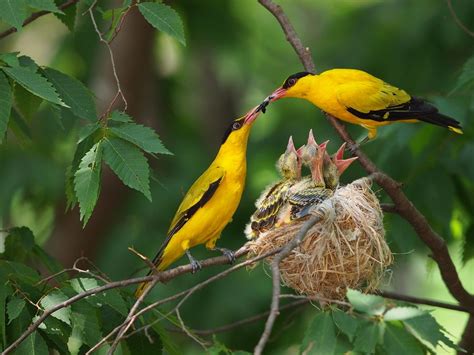 We did not find results for: Cara Membedakan Jantan Betina Anakan Burung Kepodang Emas ...