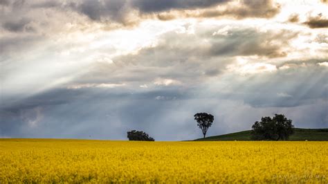 David Roma Photography Fields Of Gold Cowra Nsw Australia