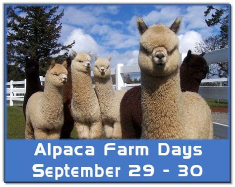 Built in 1521, the san juan cathedral (aka la santa catedral san juan bautista de puerto rico) is one of the highlights of any trip into old san juan. Alpaca Farm Days, September 29-30 | San juan islands, San ...