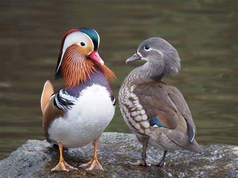 Sexual Selection In The World Of Birds Sexual Dimorphism In Birds A Complexity Of Sexual