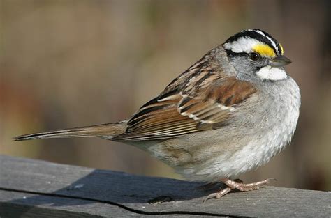 White Throated Sparrow Attracting Birds Birds And Blooms