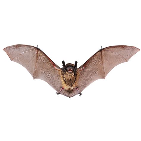 Little Brown Bat Identification Habitat And Behavior Florida Pest Control