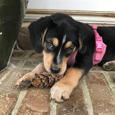 Beagle & Australian Shepherd mix named Princess Jasmine | Hybrid dogs