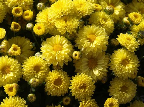 Chrysanthemums Art And Collectibles Photography Jan