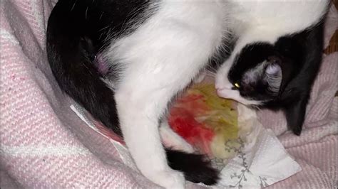 Cat Giving Birth To 3 Kittens With Complete Video Part One Birth With