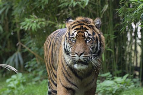 Online Crop Hd Wallpaper Tiger Predators Blijdorp Carnivores Zoo