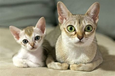 A pelo corto, lungo persiani e somali , gatti comuni di casa ed europei elenco razze e nomi con descrizioni accurate. 25 ++ Immagini Di Gatti Piccoli - Disegni da colorare gratuiti