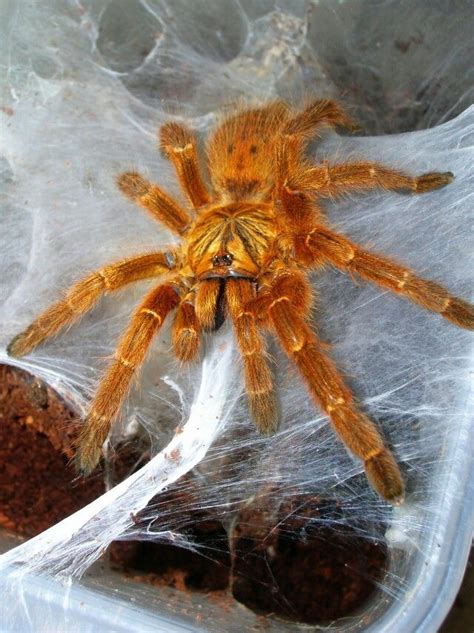 Check out our pet spider selection for the very best in unique or custom, handmade pieces from our shops. Tarantula | Mascotas exóticas, Animales insectos, Insectos