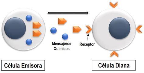 ¿cómo Se Comunican Las Células El Complejo Lenguaje Biomolecular