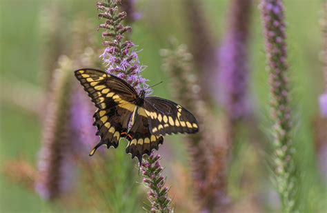 Giant Swallowtail On Liatris 1 Of 1 2 Michael Weatherford Flickr