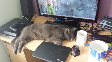 Cats follow us for safety. My cat follows me everywhere and knows I'll be here for a ...