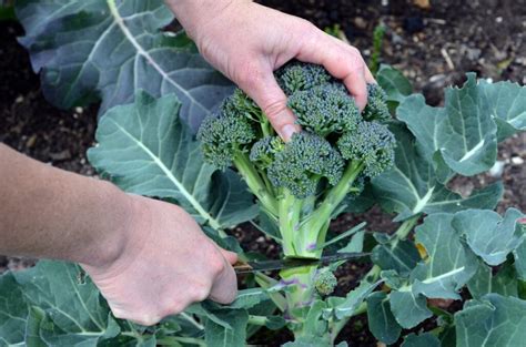 Growing Broccoli And Companion Plants Plantura