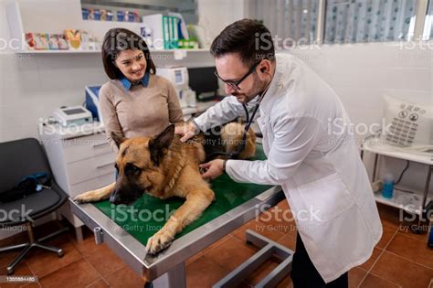 Veterinarian Examining German Shepherd Dog Stock Photo Download Image