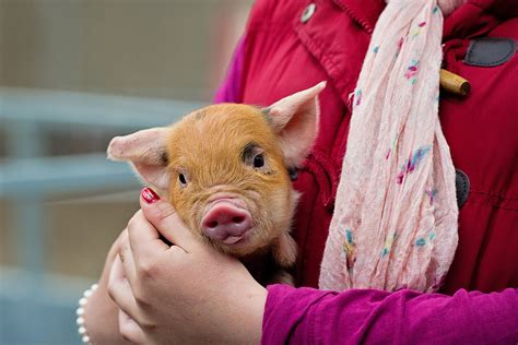 Irish Pig Society Founded In 2013 To Advise And Support Irish Pig Farmers
