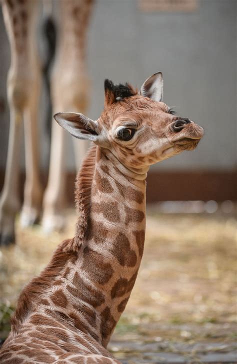 22 Reasons Giraffes Are The Greatest