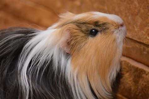 The more the guinea pig finder site grows, the better the odds are of someone finding a wonderful guinea pig to adopt in their area. Curly Sheltie Curly Long Haired Guinea Pig - 214 Best hair ...