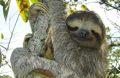 Top 164 Three Toed Sloth Slowest Animal Electric
