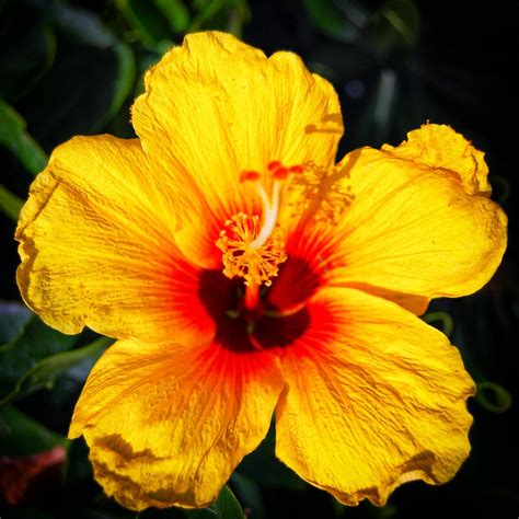 Hawaiian State Flower Pua Aloalo Hibiscus Brackenridgei Framed