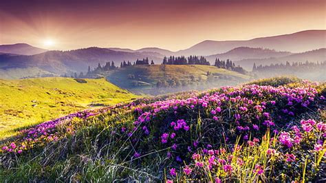 Hd Wallpaper Valley Of Flowers National Park Trek In Uttarakhand India