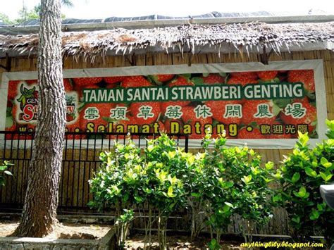 As i walked across the farms, i found a lot of souvenir shops selling several products such as genting highland strawberry tea. anythinglily: The Strawberry and Mushroom Leisure Park of ...