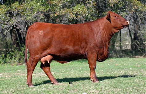 They were bred on the king ranch by the kleberg family. Photography | Lundberg Cattle Services
