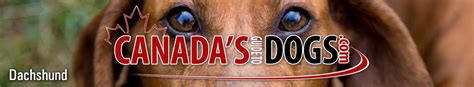 Learn more about hope dachshunds in oregon. Dachshund Breeders - Canada's Guide to Dogs
