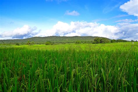 It is one of four major investigations on board psp, along with wispr, isois, and sweap. Fields, Paddy, Crops, Greenery, Rice, field, agriculture ...