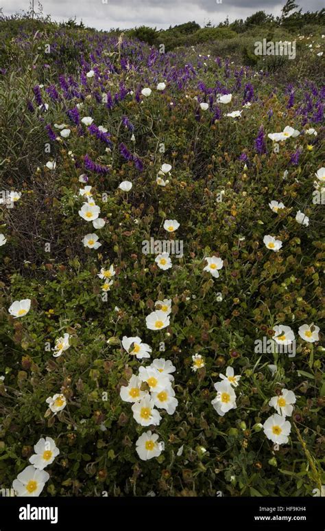 Dense Low Maquisgarrigue With Cistus Salvifolius And Tufted Vetch On