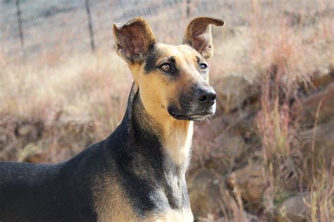 13 Remarkable African Dog Breeds Guaranteed To Turn Heads At The Dog