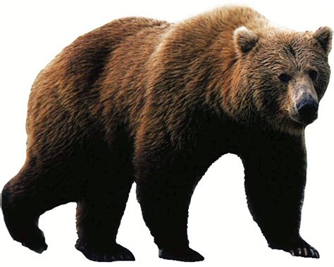 Grizzly Bear Clipart 20 Free Cliparts Download Images On Clipground 2023
