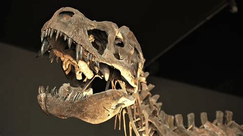 Größte Dinosaurier Darum Wurden Riesensaurier So Groß Urzeit