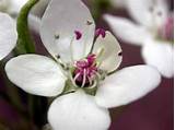 Bradford Pear Flower