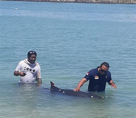 Paus sperma atau paus kepala kotak (physeter macrocephalus) adalah hewan terbesar dalam kelompok paus bergigi sekaligus hewan bergigi terbesar di dunia. Paus Sperma Kerdil ini Mati dalam Penyelamatan : Mongabay ...